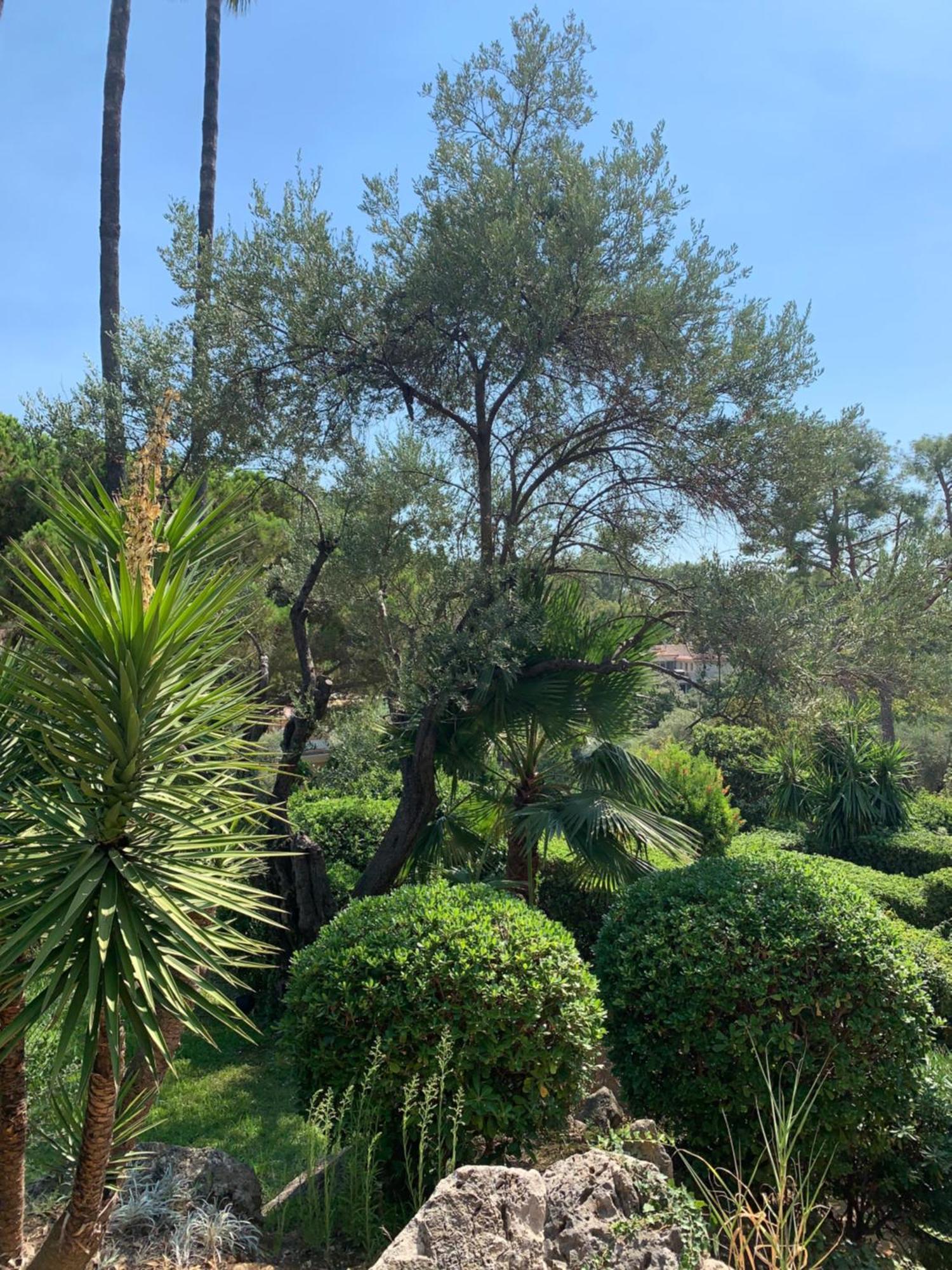 French Riviera Apartment With Swimming Pool And Free Parking Near Monaco Roquebrune-Cap-Martin Kültér fotó